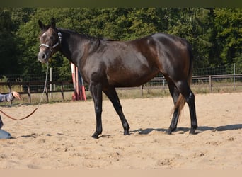 American Quarter Horse, Stute, 4 Jahre, 150 cm, Apfelschimmel
