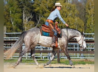 American Quarter Horse, Stute, 4 Jahre, 150 cm, Apfelschimmel