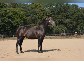 American Quarter Horse, Stute, 4 Jahre, 150 cm, Apfelschimmel