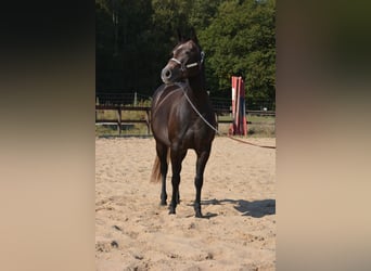 American Quarter Horse, Stute, 4 Jahre, 150 cm, Apfelschimmel