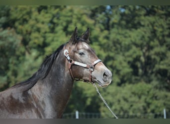 American Quarter Horse, Stute, 4 Jahre, 150 cm, Apfelschimmel