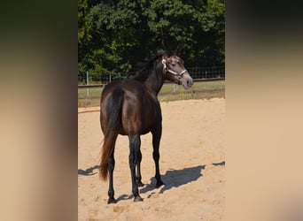 American Quarter Horse, Stute, 4 Jahre, 150 cm, Apfelschimmel