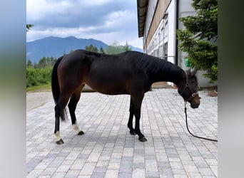 American Quarter Horse, Stute, 4 Jahre, 150 cm, Brauner