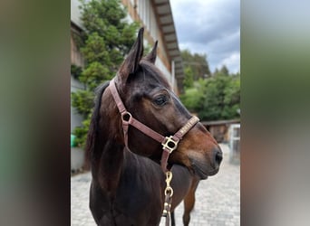 American Quarter Horse, Stute, 4 Jahre, 150 cm, Brauner