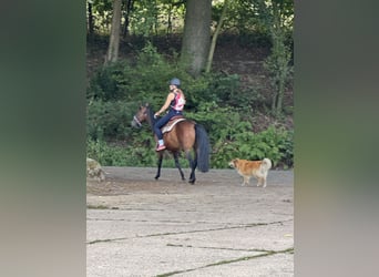 American Quarter Horse, Stute, 4 Jahre, 150 cm, Brauner