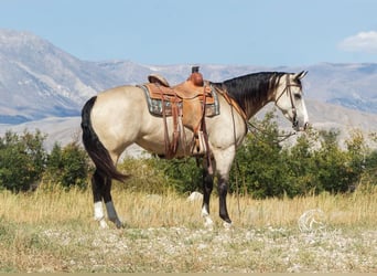 American Quarter Horse, Stute, 4 Jahre, 150 cm, Buckskin
