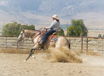 American Quarter Horse, Stute, 4 Jahre, 150 cm, Buckskin