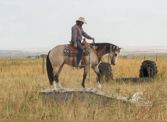 American Quarter Horse, Stute, 4 Jahre, 150 cm, Buckskin