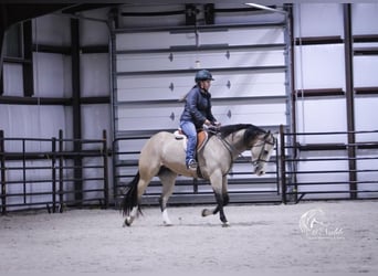 American Quarter Horse, Stute, 4 Jahre, 150 cm, Buckskin