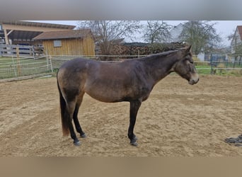 American Quarter Horse, Stute, 4 Jahre, 150 cm, Buckskin