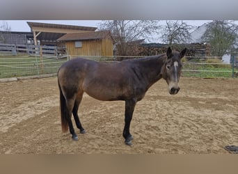 American Quarter Horse, Stute, 4 Jahre, 150 cm, Buckskin