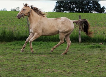 American Quarter Horse, Stute, 4 Jahre, 150 cm, Champagne