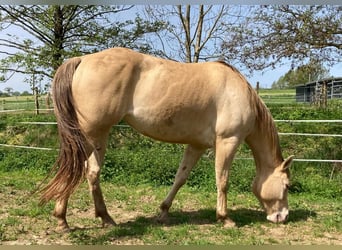 American Quarter Horse, Stute, 4 Jahre, 150 cm, Champagne