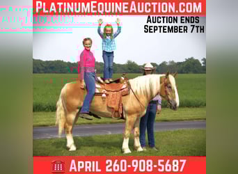 American Quarter Horse, Stute, 4 Jahre, 150 cm, Dunkelfuchs