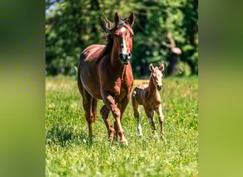 American Quarter Horse, Stute, 4 Jahre, 150 cm, Dunkelfuchs