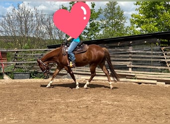 American Quarter Horse, Stute, 4 Jahre, 150 cm, Fuchs