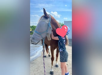 American Quarter Horse, Stute, 4 Jahre, 150 cm, Fuchs
