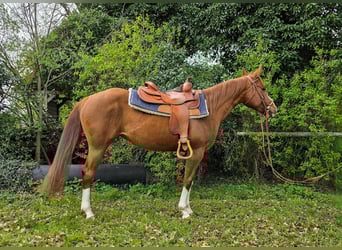 American Quarter Horse, Stute, 4 Jahre, 150 cm, Fuchs