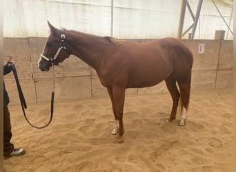 American Quarter Horse, Stute, 4 Jahre, 150 cm, Fuchs