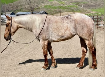 American Quarter Horse, Stute, 4 Jahre, 150 cm, Palomino