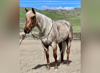 American Quarter Horse, Stute, 4 Jahre, 150 cm, Palomino