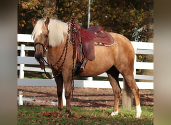 American Quarter Horse Mix, Stute, 4 Jahre, 150 cm, Palomino