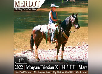 American Quarter Horse Mix, Stute, 4 Jahre, 150 cm, Rappe