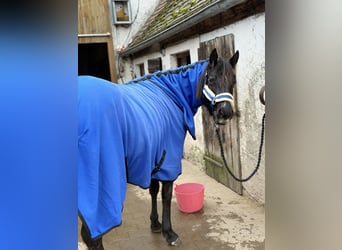 American Quarter Horse, Stute, 4 Jahre, 150 cm, Rappe