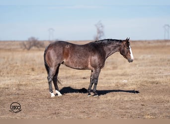American Quarter Horse, Stute, 4 Jahre, 150 cm, Roan-Bay