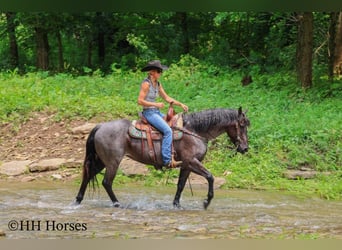 American Quarter Horse, Stute, 4 Jahre, 150 cm, Roan-Blue