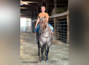 American Quarter Horse, Stute, 4 Jahre, 150 cm, Roan-Blue