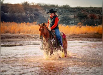 American Quarter Horse, Stute, 4 Jahre, 150 cm, Rotbrauner