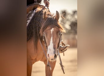 American Quarter Horse, Stute, 4 Jahre, 150 cm, Rotbrauner