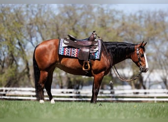 American Quarter Horse, Stute, 4 Jahre, 150 cm, Rotbrauner