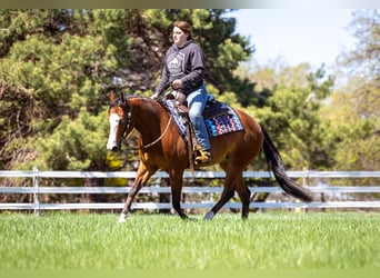 American Quarter Horse, Stute, 4 Jahre, 150 cm, Rotbrauner