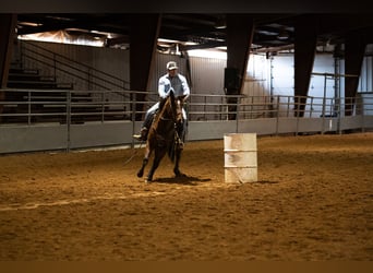 American Quarter Horse, Stute, 4 Jahre, 150 cm, Rotbrauner