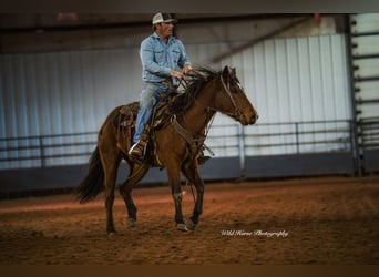 American Quarter Horse, Stute, 4 Jahre, 150 cm, Rotbrauner