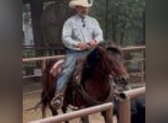 American Quarter Horse, Stute, 4 Jahre, 150 cm, Rotbrauner