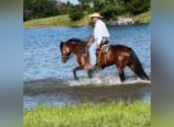 American Quarter Horse, Stute, 4 Jahre, 150 cm, Rotbrauner