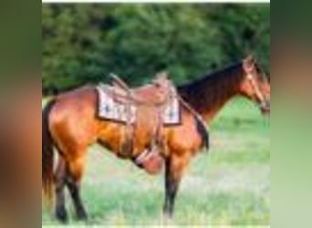 American Quarter Horse, Stute, 4 Jahre, 150 cm, Rotbrauner