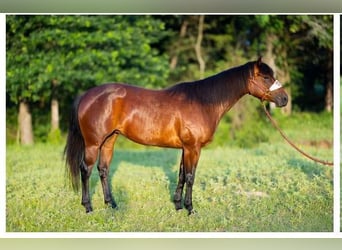 American Quarter Horse, Stute, 4 Jahre, 150 cm, Rotbrauner
