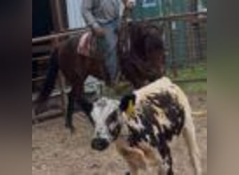 American Quarter Horse, Stute, 4 Jahre, 150 cm, Rotbrauner