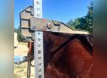 American Quarter Horse, Stute, 4 Jahre, 150 cm, Rotbrauner