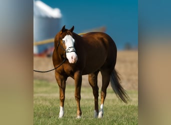 American Quarter Horse, Stute, 4 Jahre, 150 cm, Rotfuchs