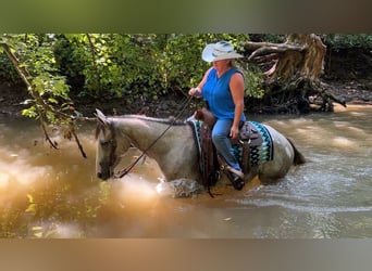 American Quarter Horse, Stute, 4 Jahre, 150 cm, Schimmel