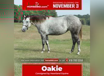 American Quarter Horse, Stute, 4 Jahre, 150 cm, Schimmel