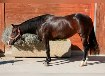 American Quarter Horse, Stute, 4 Jahre, 150 cm, Schwarzbrauner