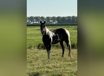 American Quarter Horse, Stute, 4 Jahre, 150 cm, Tobiano-alle-Farben