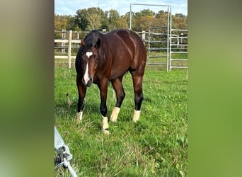 American Quarter Horse, Stute, 4 Jahre, 151 cm, Brauner
