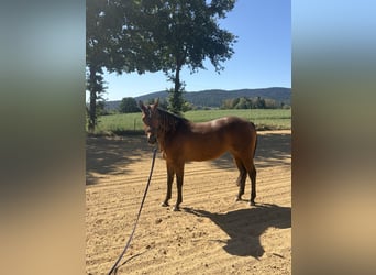 American Quarter Horse, Stute, 4 Jahre, 152 cm, Brauner